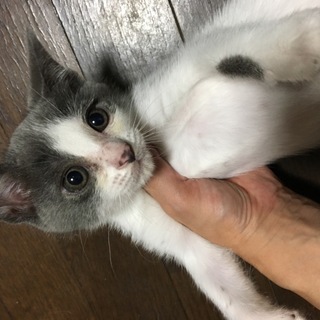 とっても美人さんの子猫２匹メス県西
