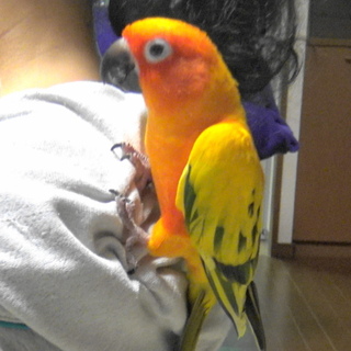 コガネメキシコインコ