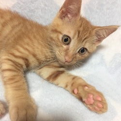 岐阜☆ひげの会ねこ譲渡会