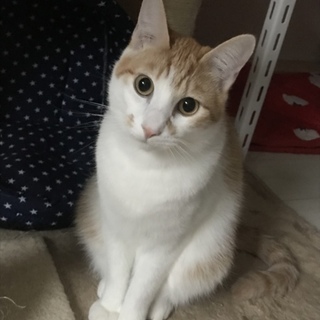 ☆美形茶白男子☆仮名なつ☆