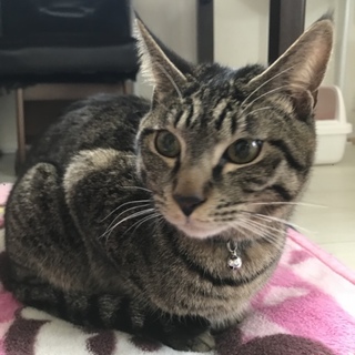 ☆ゴロスリキジトラ男子☆仮名さらら☆