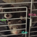フェレット 4匹 里親募集