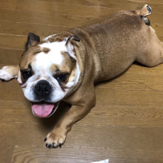 みやこのこのカバー写真