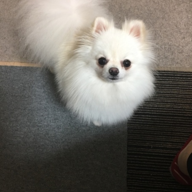 ここたまねのカバー写真