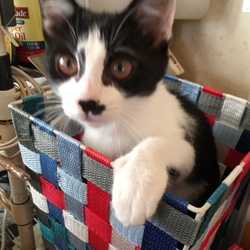 一時預かりに応募