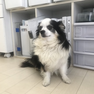 ロングコートチワワ　男の子　里親急募