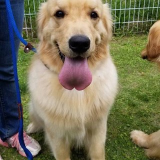 ゴールデン　1才6か月  男の子　