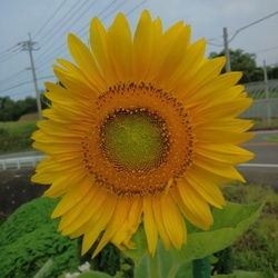 うちのひまわりと水遊びしてるマリン