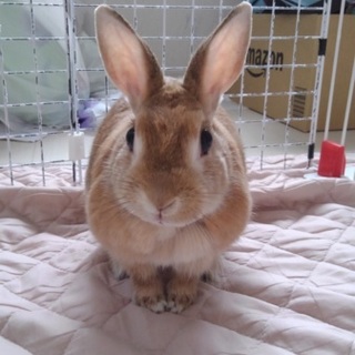 里親募集します。