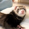 おっとりフェレちゃん
