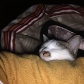新しい飼い主探してます