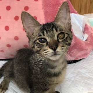 8/18池袋★カイくん★元気なゴロゴロくん