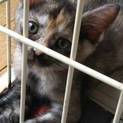 生後2か月サビ子猫♀