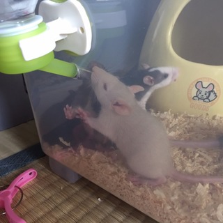 ファンシーラットのベビーの里親さんを募集します！！