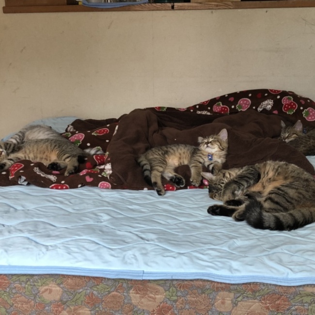 みぃにゃんにゃんのカバー写真