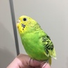 [急募]セキセイインコ♀ サムネイル2