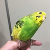 [急募]セキセイインコ♀ サムネイル3