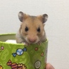 ゆめたみ