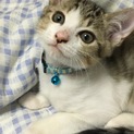里親募集中 シロキジ 男の子 生後約2カ月
