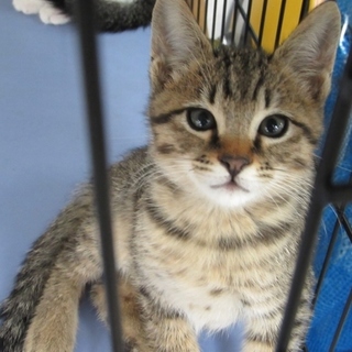 キジ「アテネ」くん