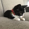 人懐っこい子猫ちゃんです