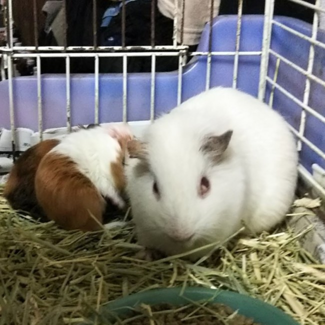 CavyOhagiのカバー写真