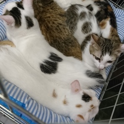 にゃんこ譲渡会 サムネイル2