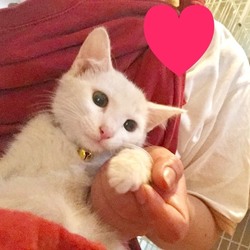 にゃんこ譲渡会 サムネイル3