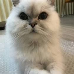 ぎんちゃん幸せになりました