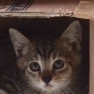 命を繋いでください。