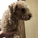 ミニピンとトイプードル