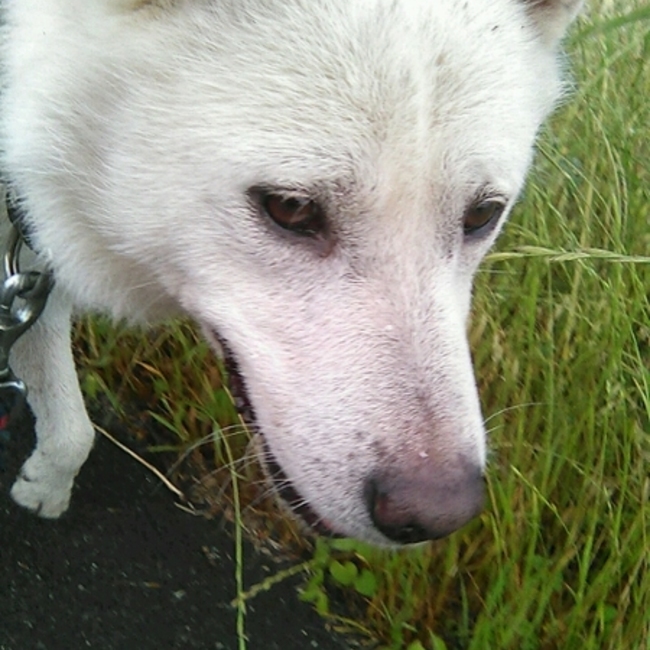 しあわせいっぱいのベンツのカバー写真