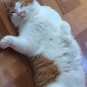 お願い！里親募集中です。