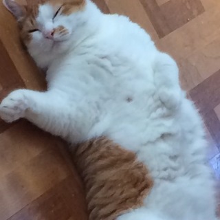 お願い！里親募集中です。