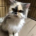 成猫ちゃんの里親さん募集中