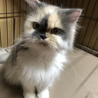 成猫ちゃんの里親さん募集中