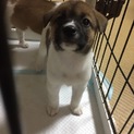 可愛がって下さる方、よろしくお願いします。