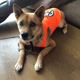 お散歩上手、穏やかで人にもなれているヤマト君