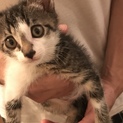 子猫ちゃん