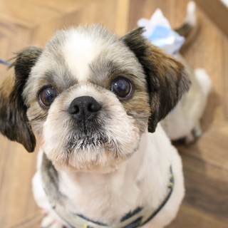 ブルーちゃん♂　推定4才