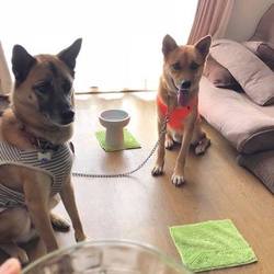 「Edわんこから、ヤマトくんのご紹介→譲渡決定！」サムネイル3