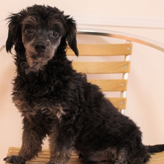 チャーリーちゃん♂　推定8ヶ月