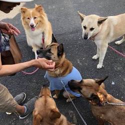 「Edわんこから、ヤマトくんのご紹介→譲渡決定！」サムネイル2