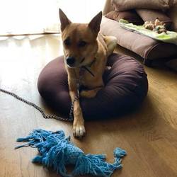 「Edわんこから、ヤマトくんのご紹介→譲渡決定！」サムネイル1