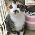 餌やり現場から保護した可愛いミケちゃん