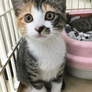 餌やり現場から保護した可愛いミケちゃん