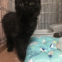 超めずらしい黒キジの長毛の子猫ちゃん　オス