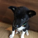 里親決定しました。