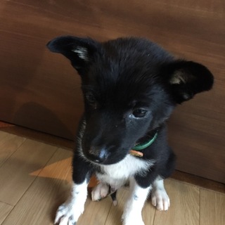 里親決定しました。