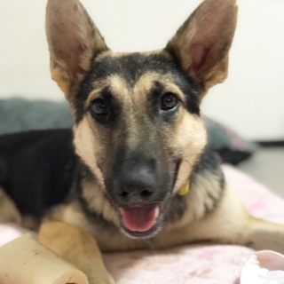 甘ちゃんサラちゃん募集を一旦停止します。